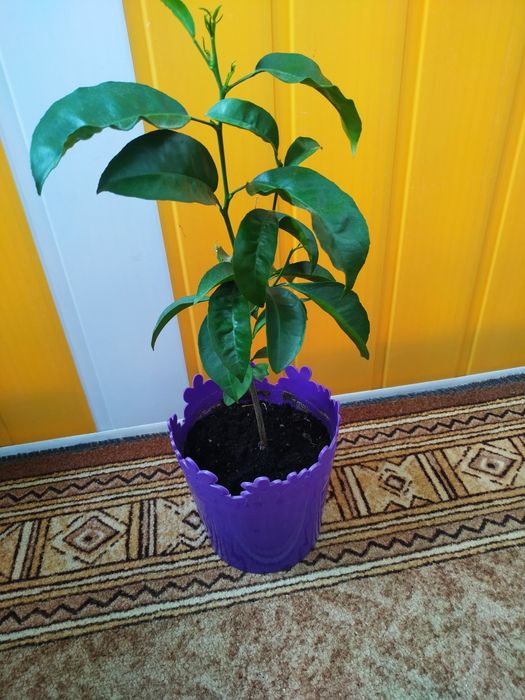 Продам мандарин в горщику