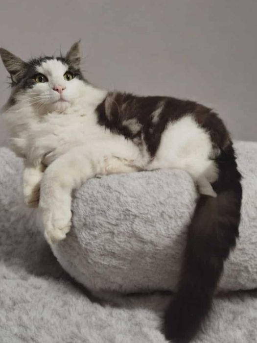 Młody kocurek norweski leśny rodowód FIFE 5cio pokoleniowy