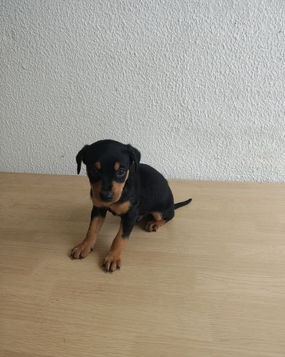 Pinscher fêmea pura