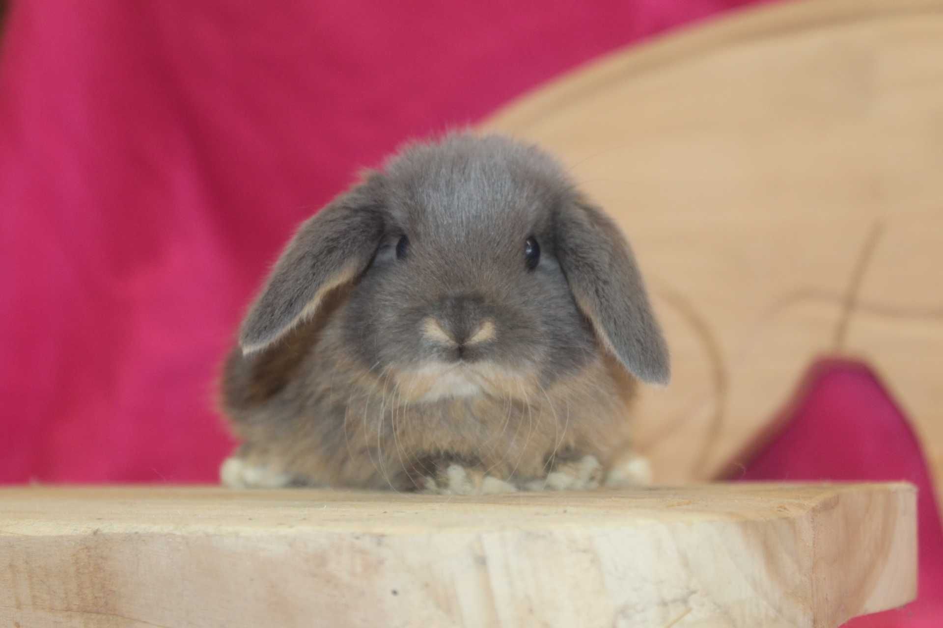 Karzełki Baranki,Karzełek Baran. Rodowód. mini lop. hodowla zarejestro