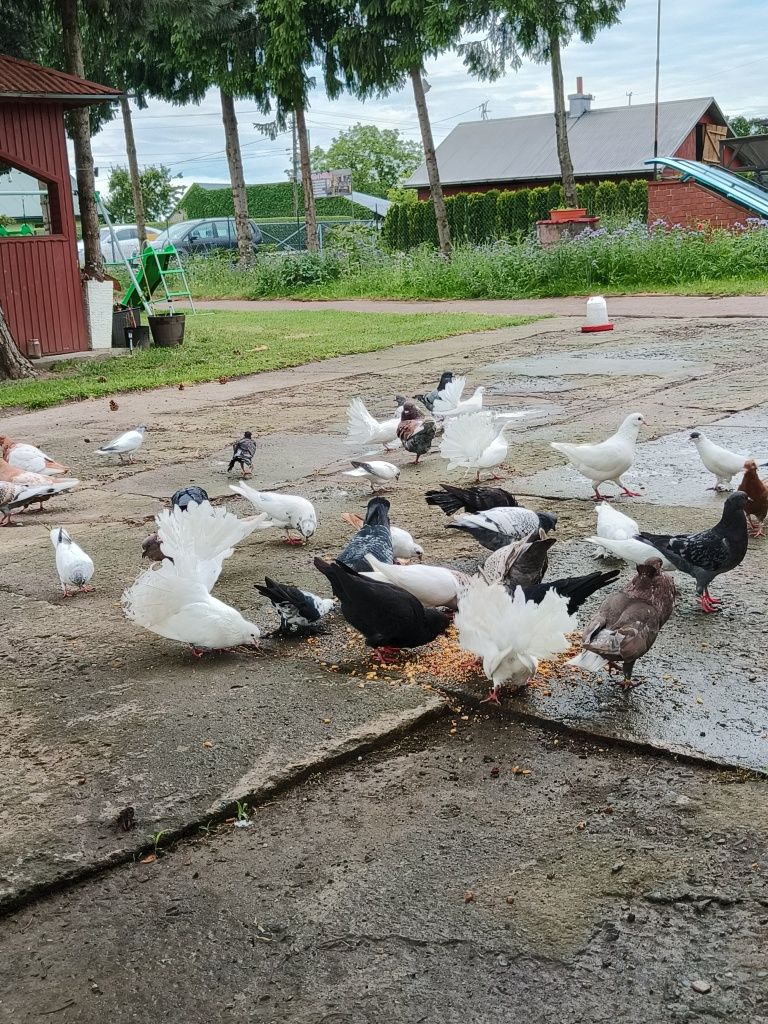 Sprzedam kilka gołębi ozdobnych