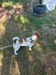 Pies Jack Russell Terrier