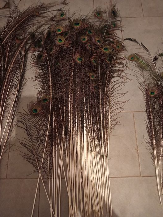 Bażanty mongolskie i melanistyczne