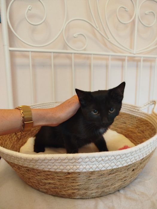 Pedro - czarny kocurek