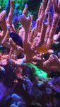 Montipora Forest Fire