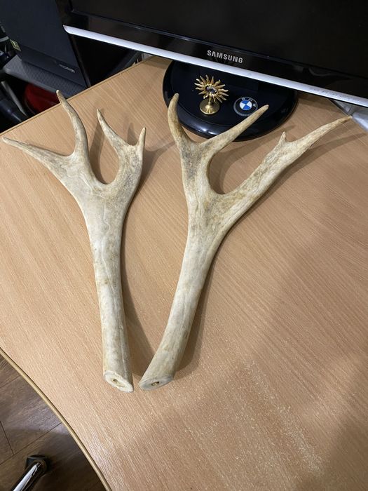 Рога оленя для поделок