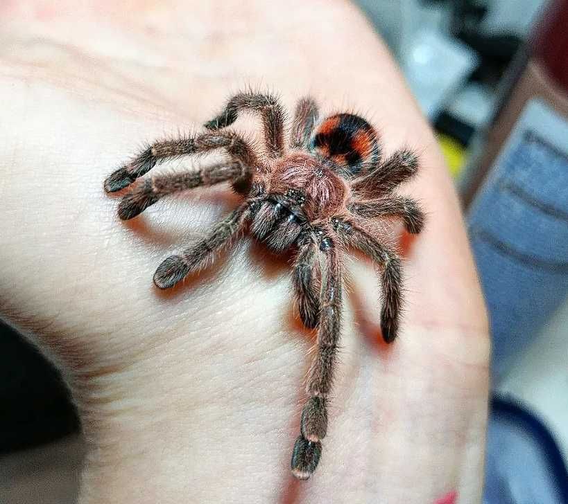 Паук птицеед Авикулярия Avicularia minatrix яркий вид, самки L12