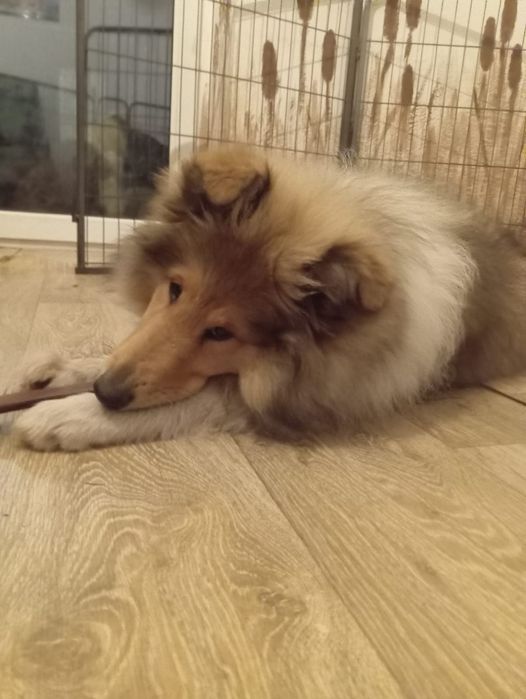 Owczarek szkocki collie