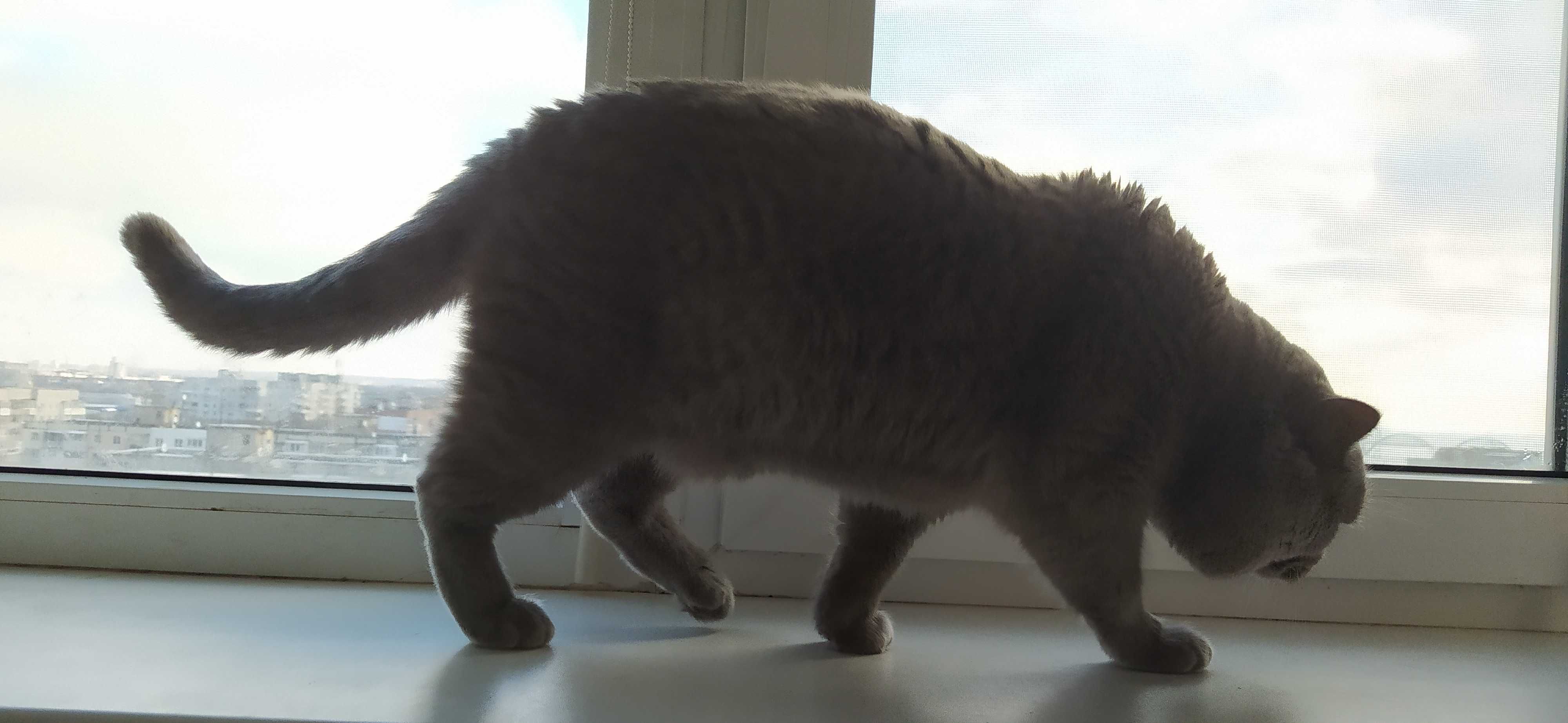 Шотландский прямоухий кот приглашает на вязку вислоухих и прям кошечек
