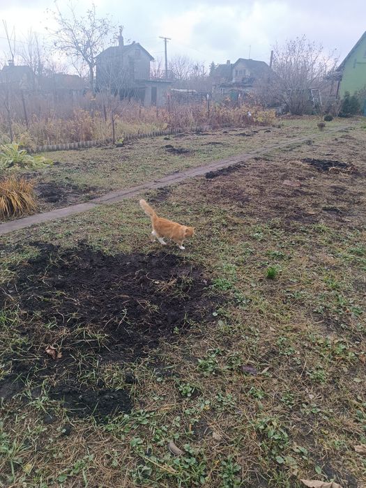 Дача в межах міста