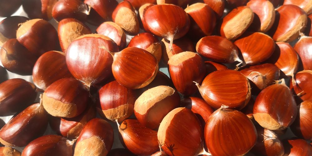 Castanhas produção 2025