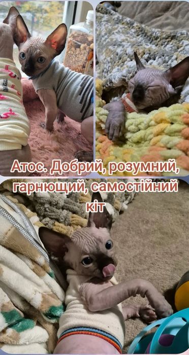 Кошенята Сфінкса