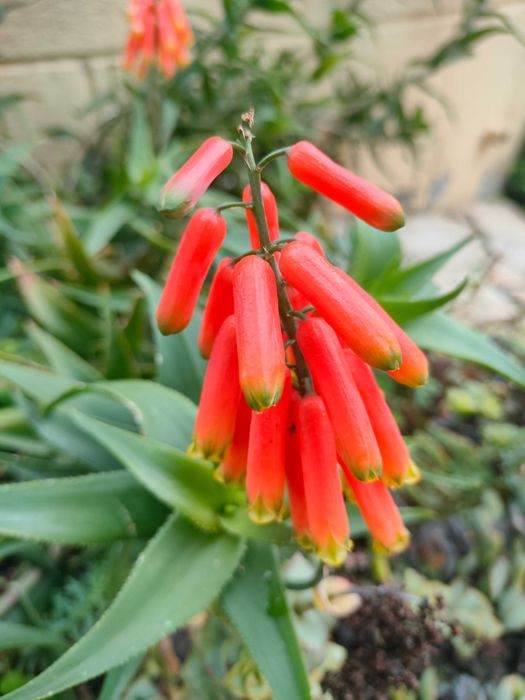 Arvores de fruto, plantas variadas