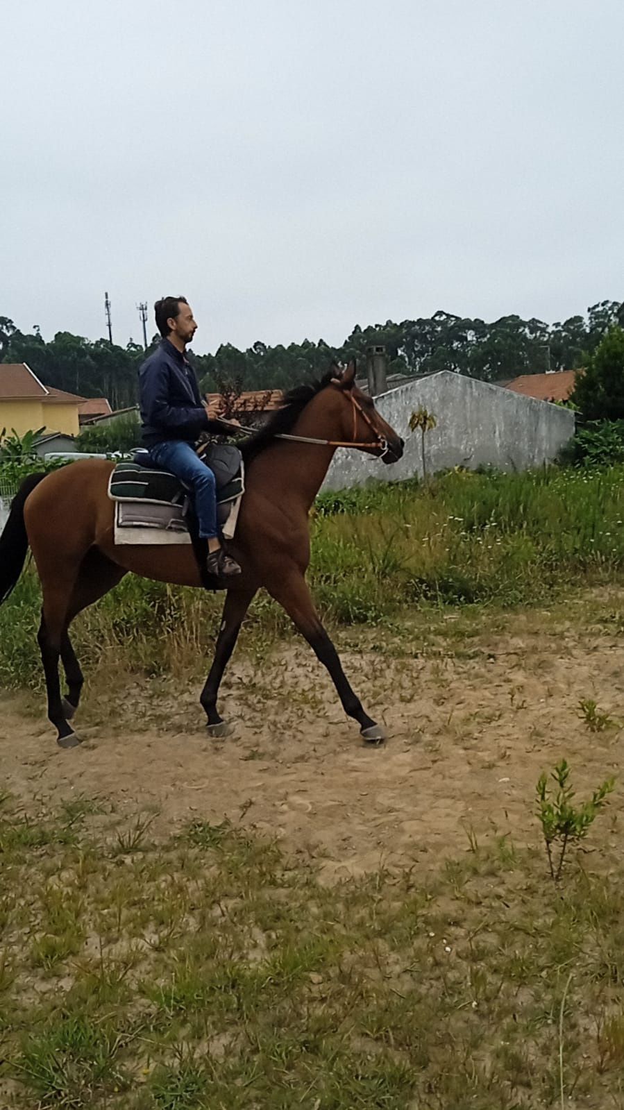 Cavalo montado 9anos