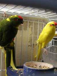 Доступні веселі та товариські папуги Какарики