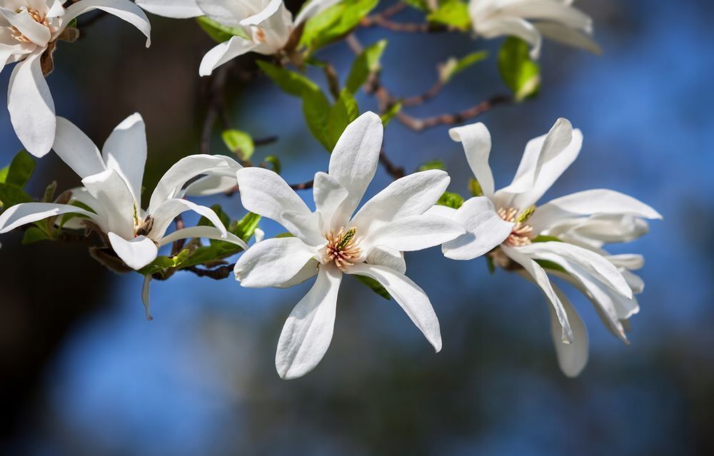 Magnolia japońska (Magnolia kobus) Doniczka 2.5L