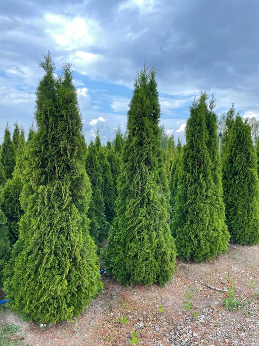 Tuja Szmaragd 250cm PRODUCENT‼️