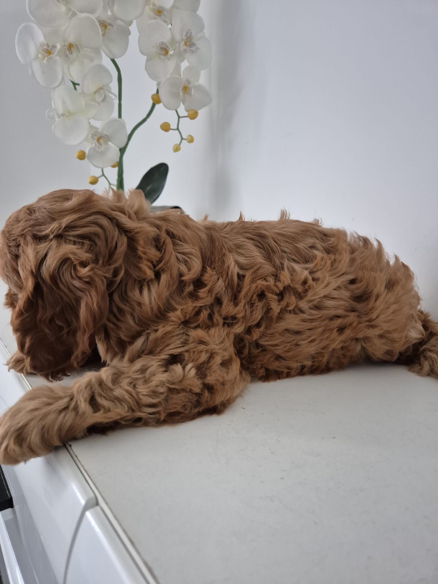 Piesek Cavapoo F1 Cavalier & Pudel