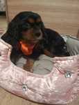 Sprzedam piękną sunię Cavalier King Charles spaniel Black an tan
