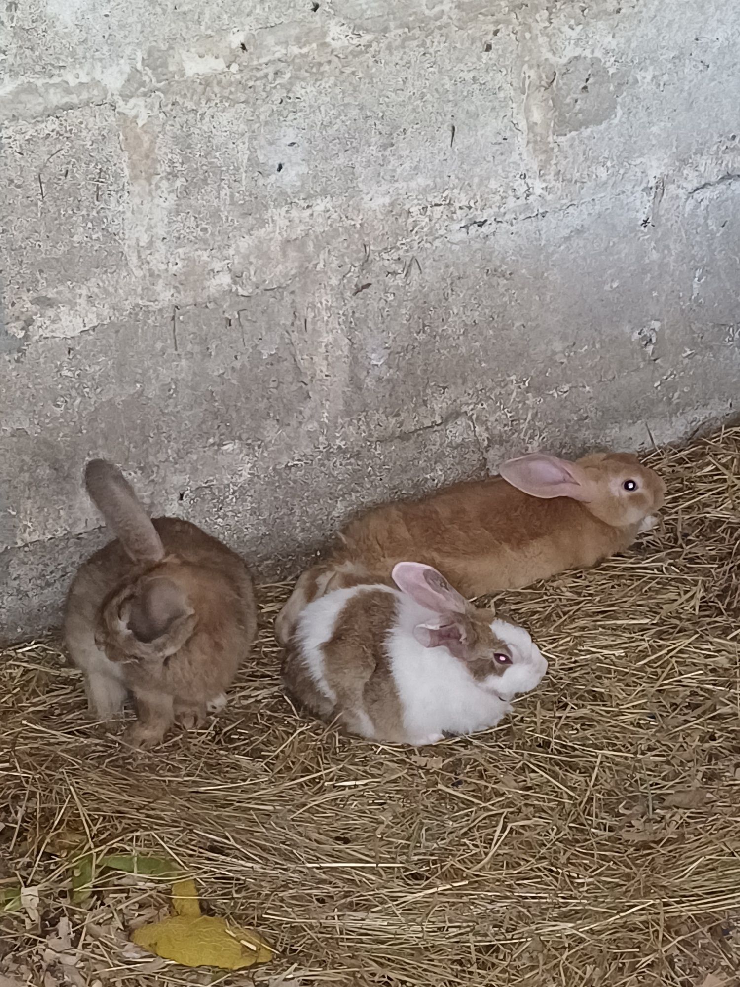 Quatro coelhos .