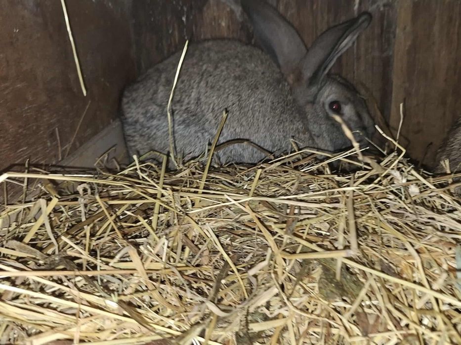 Witam Sprzedam samca