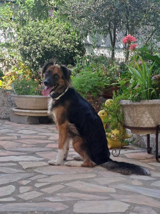 Cadela castrada para adoção