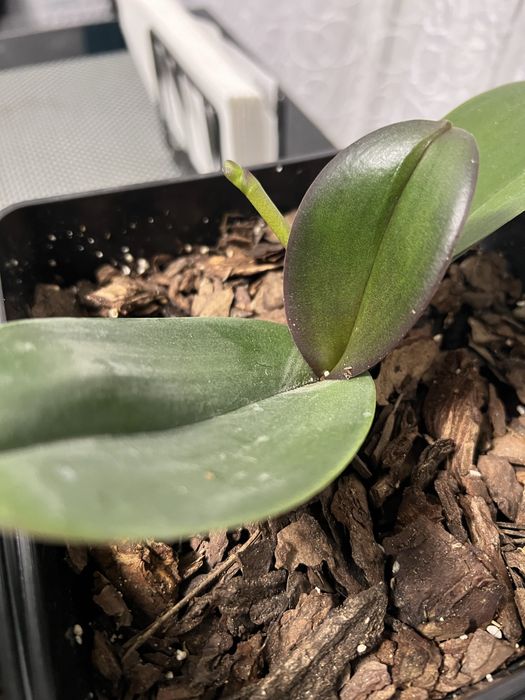 Орхідейки первоцвіт