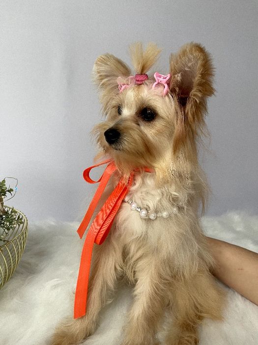 Помапу — Гарантовано закохаєтесь з першого погляду