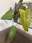 Свіжозрізані живці філодендрон philodendron painted lady