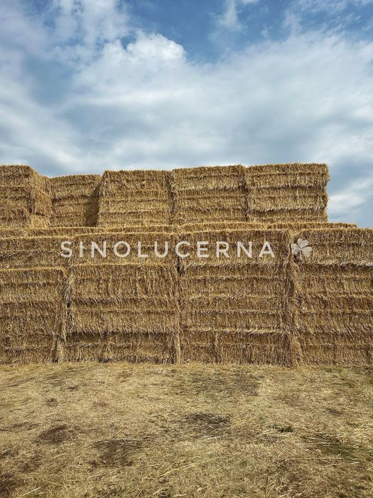 Пшенична солома в квадратних тюках