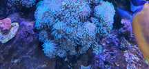 Euphyllia Divisa