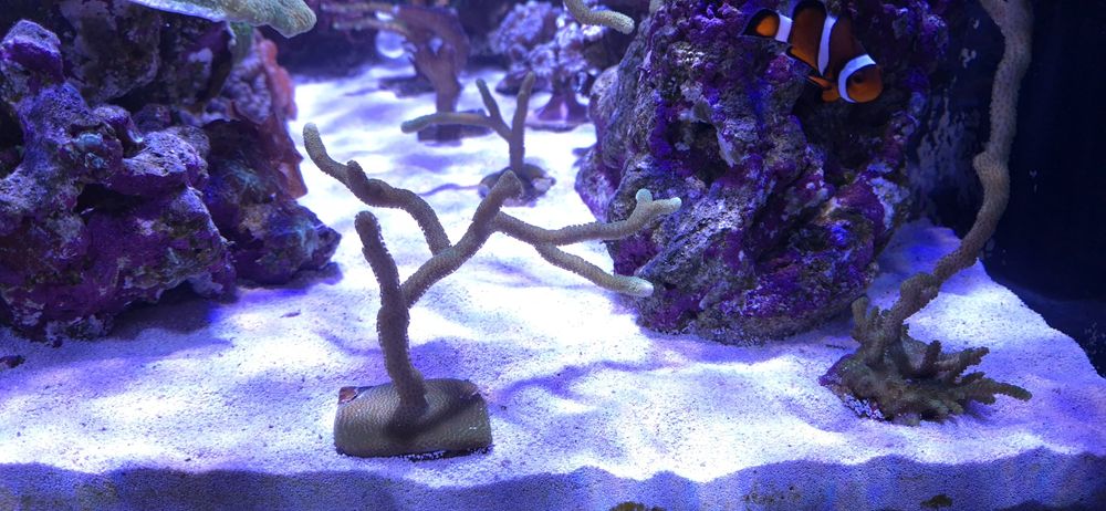 Vendo corais SPS / LPS zona Barcelos