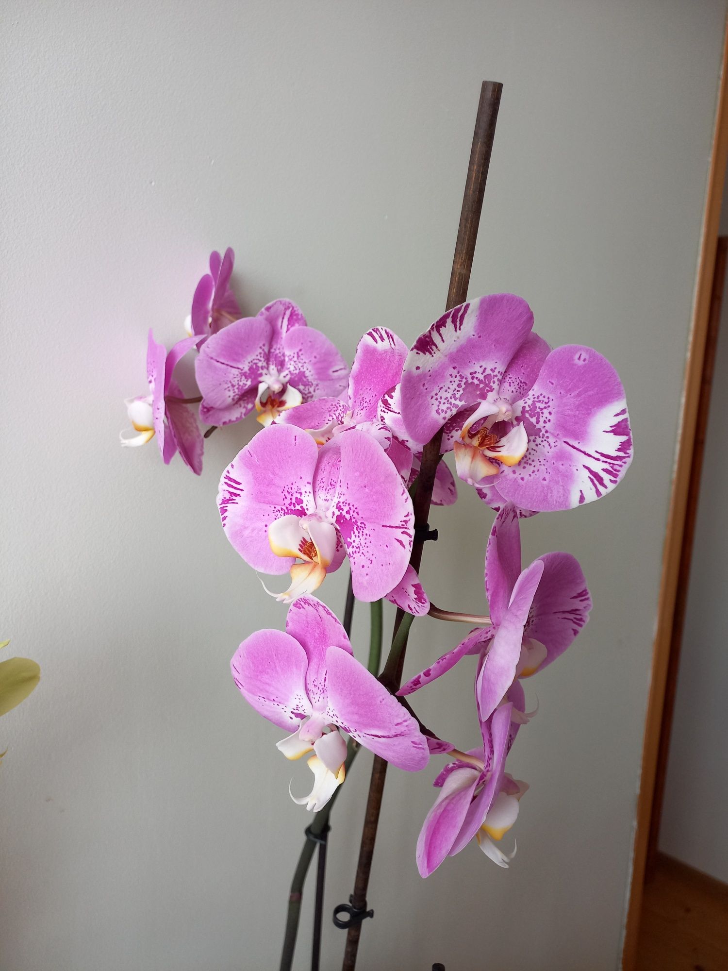 Орхідея "Вікторіо"