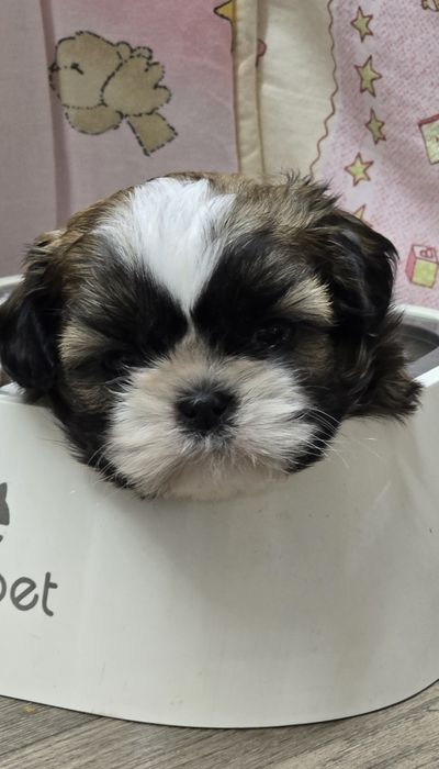 Prześliczne i szczeniaczki Shih tzu