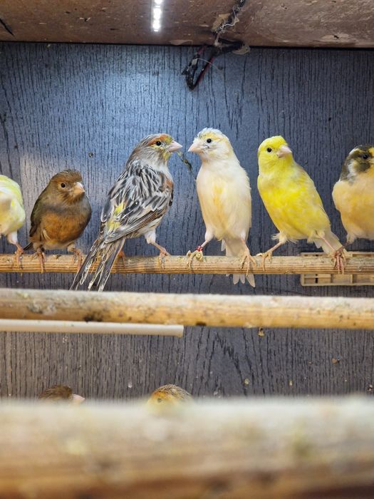 Kanarki Samice Duży wybór