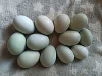 Продам кольорові інкубаційний яйця мішані від ухейилюї та амероукана