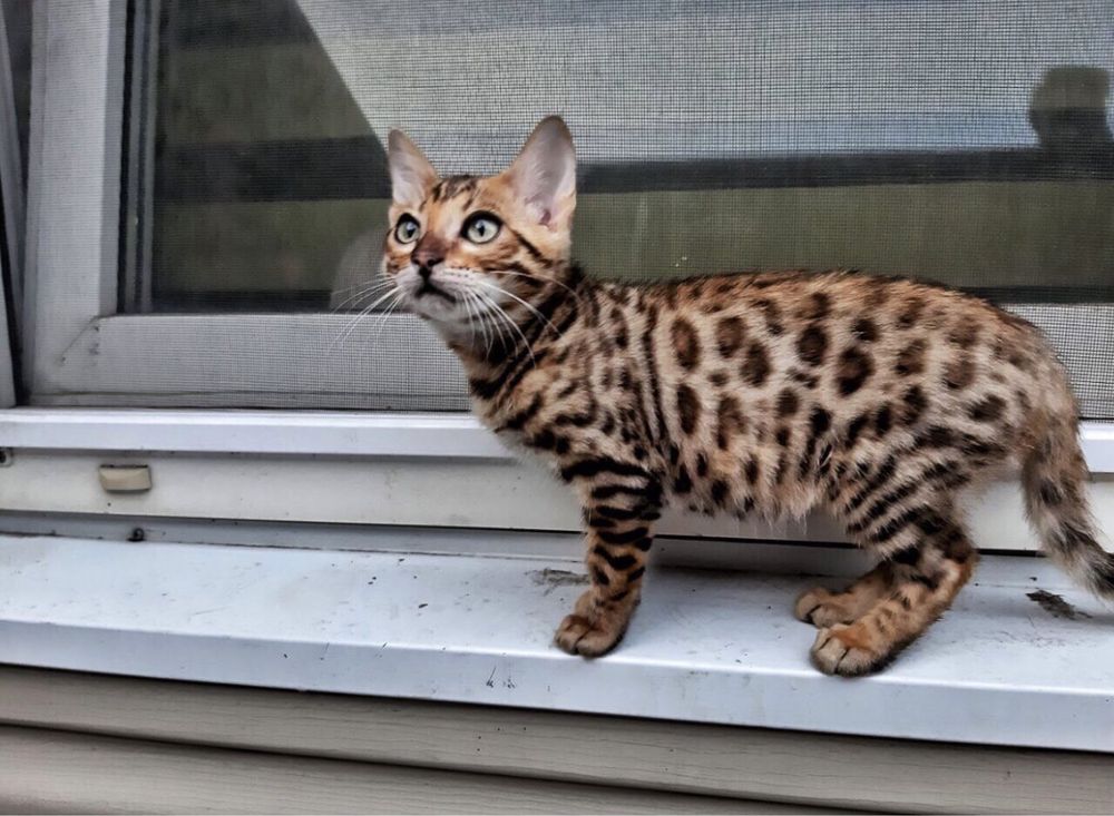 Бенгальские котята