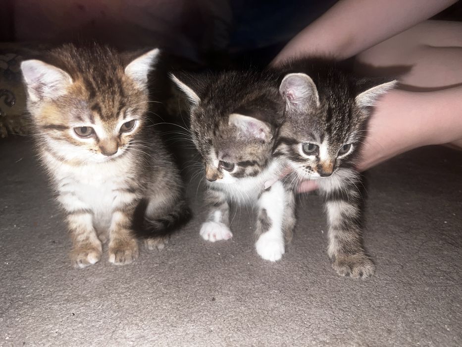 Кошенята. Віддам у хороші руки