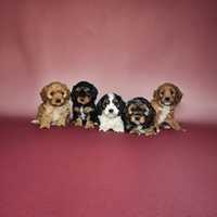 Cavapoo cavadoodle cavalier pudel