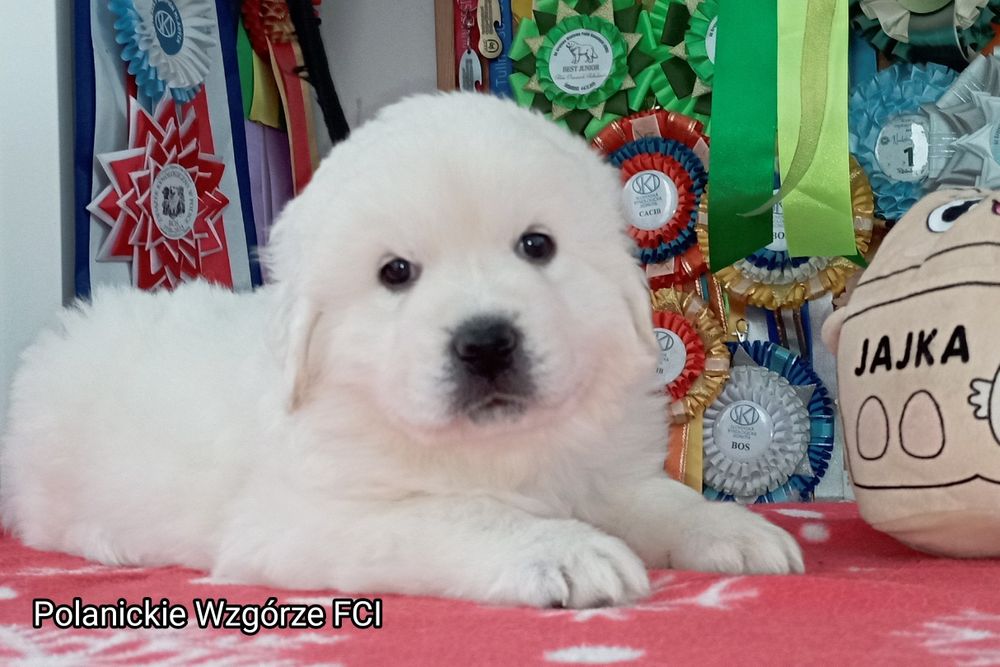 Owczarek Podhalański suczka