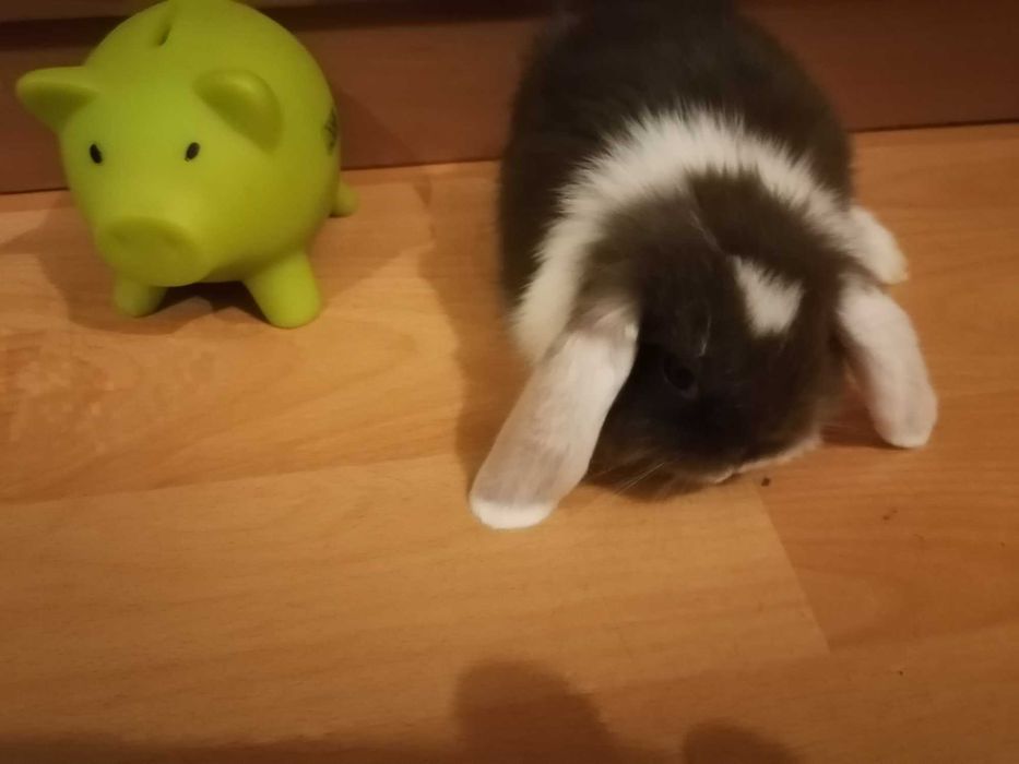 Vendo mini coelho orelhudo lop