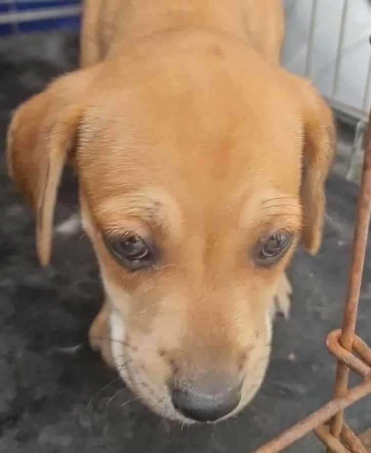 SPOT Para Adoção