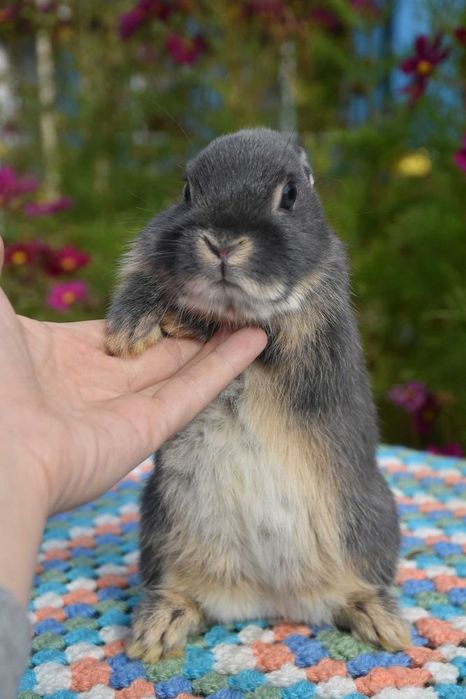 Karzełek niderlandzki / do kg w dorosłości