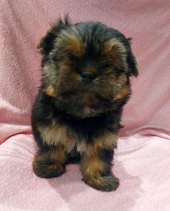 Йоркширський тер’єр хлопчик