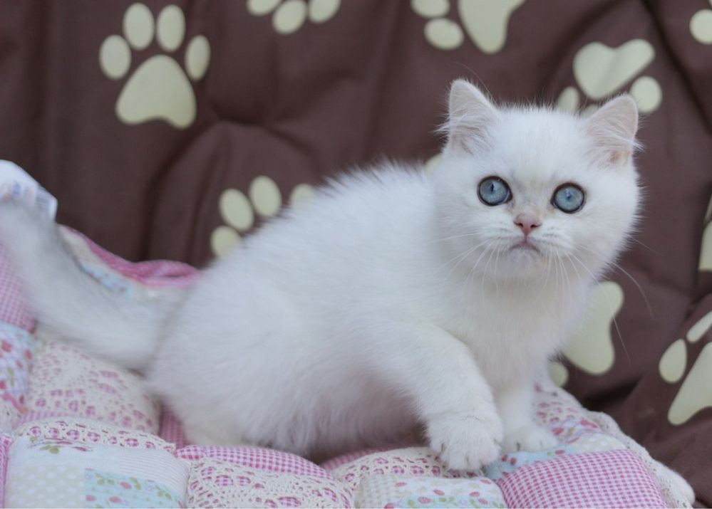 Британский котик колорного окраса