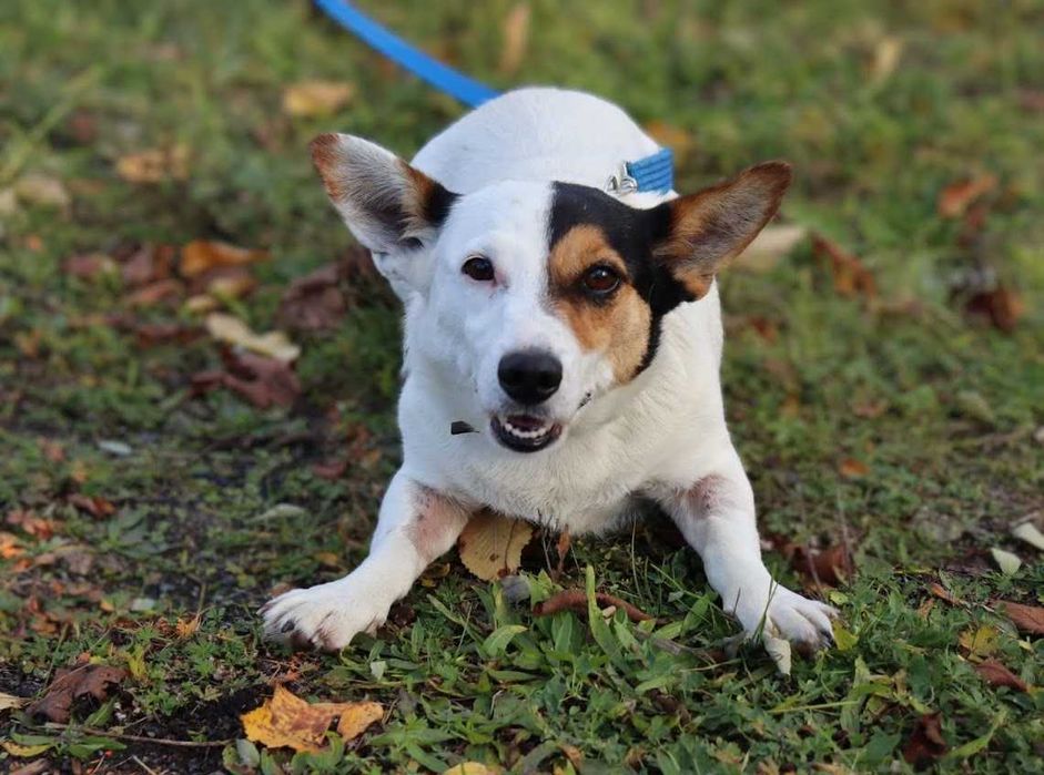 mała, młoda sunia do adopcji