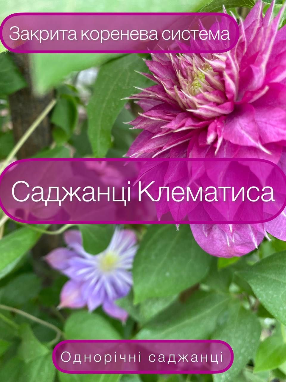 Клематис Саджанці клематисів Саженцы клематисов Клематиси