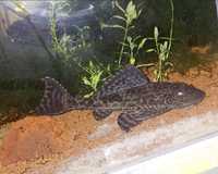 Pleco ( plecostomus ) 18cm