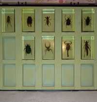 Жуки-насекомые в оргстекле-450 грн