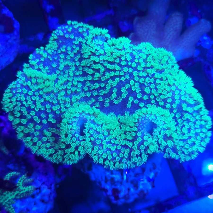 Lobophytum Fluor Green akwarium morskie koralowce Korale.Pro